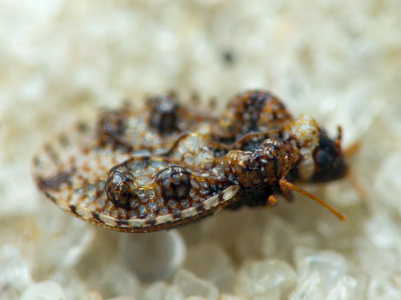 Dictyla rotundata (Herrich-Schäffer, 1835)